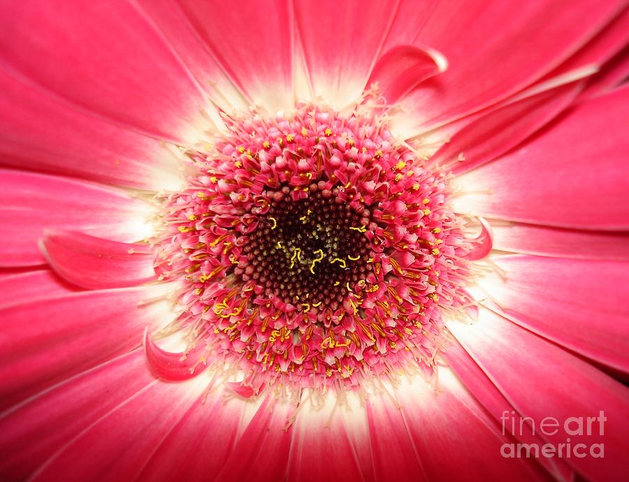 Pink Gerbera Daisy Close-Up Photograph by Kerri Mortenson