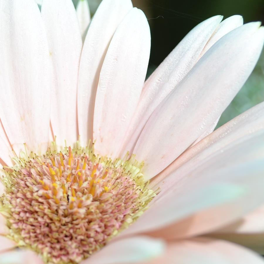 Pink Gerbera Macro Floral Photograph by P S