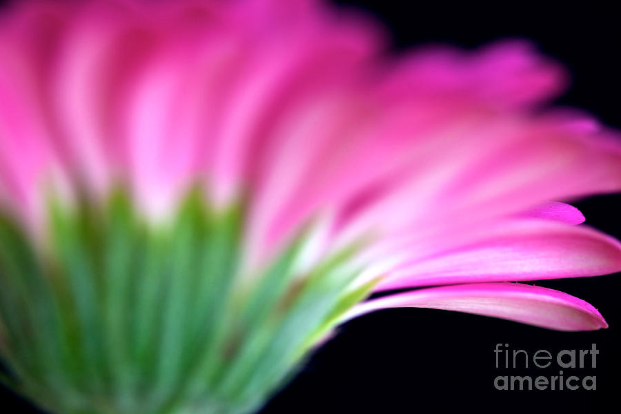Flower Photograph - Pink Gerbera by Mihaela Limberea Flower Photograph - Pink Gerbera by Mihaela Limberea
