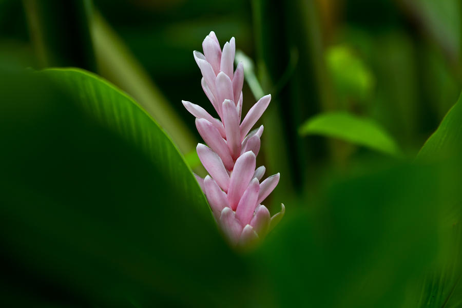 Pink Ginger Photograph by Roger Mullenhour