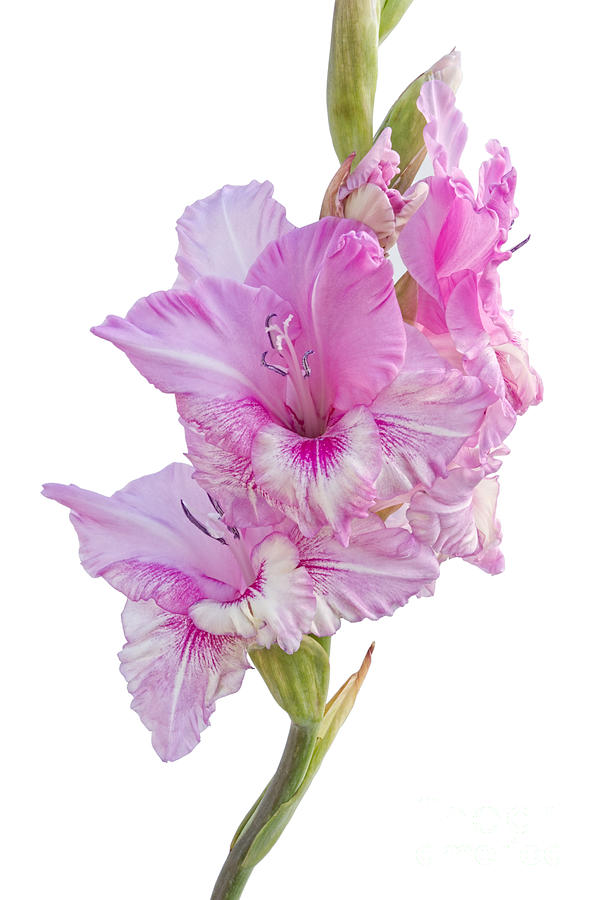 Lily Photograph - Pink Gladiolus by Ann Garrett