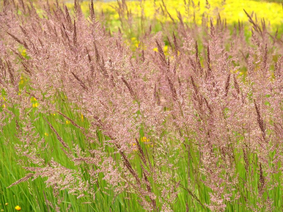 Pink Grass Photograph by Alfred Ng