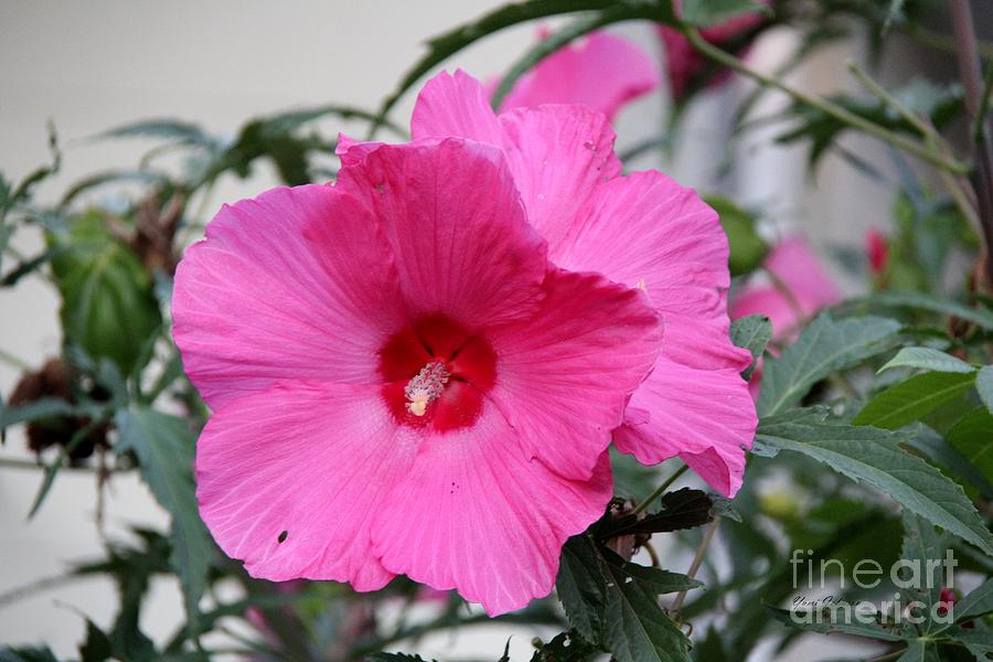 Pink hardy Hibiscus Photograph by Yumi Johnson