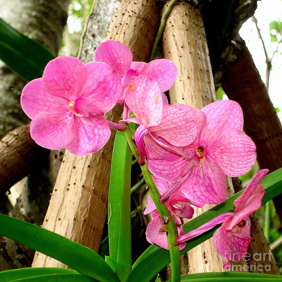 Pink Hawaiian Orchid Photograph by Tatyana Searcy