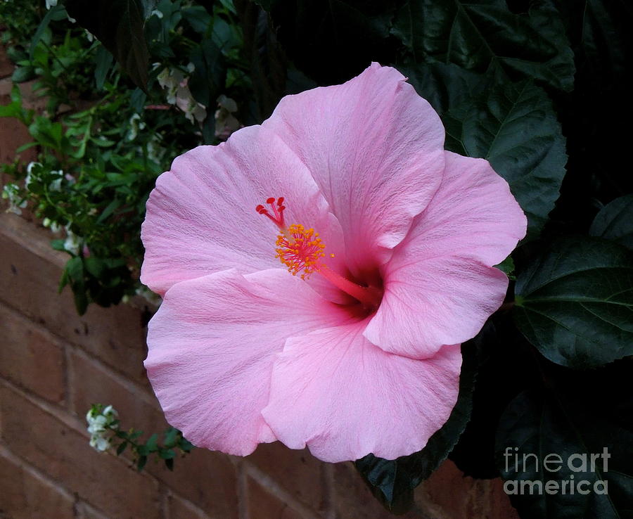 Pink Hibiscus 1 Photograph by Renee Trenholm