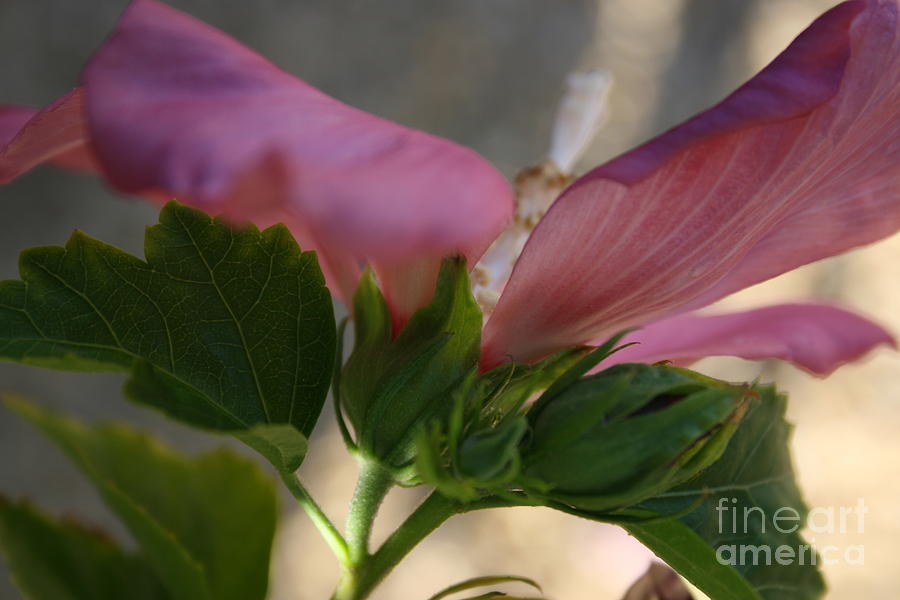 Flowers Still Life Photograph - Pink Hibiscus 2 by Berta Barocio-Sullivan