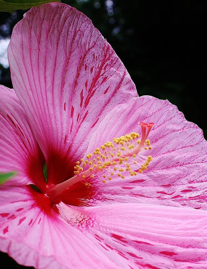 Summer Photograph - Pink Hibiscus by Bruce Bley