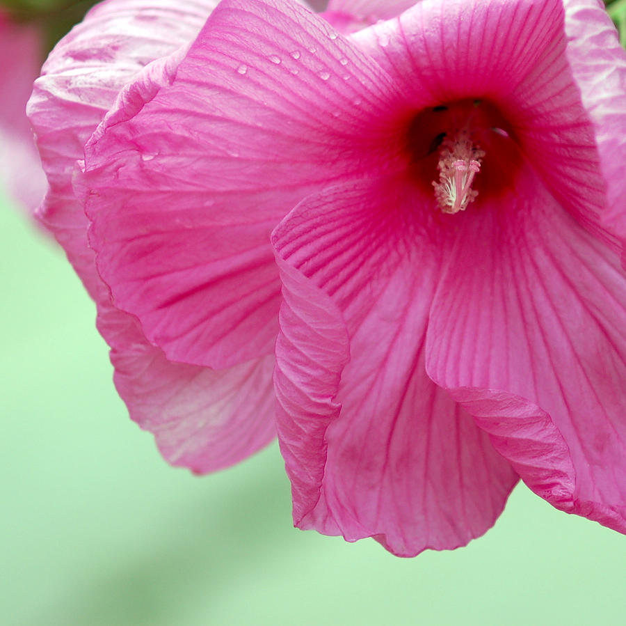 Pink Hibiscus Photograph