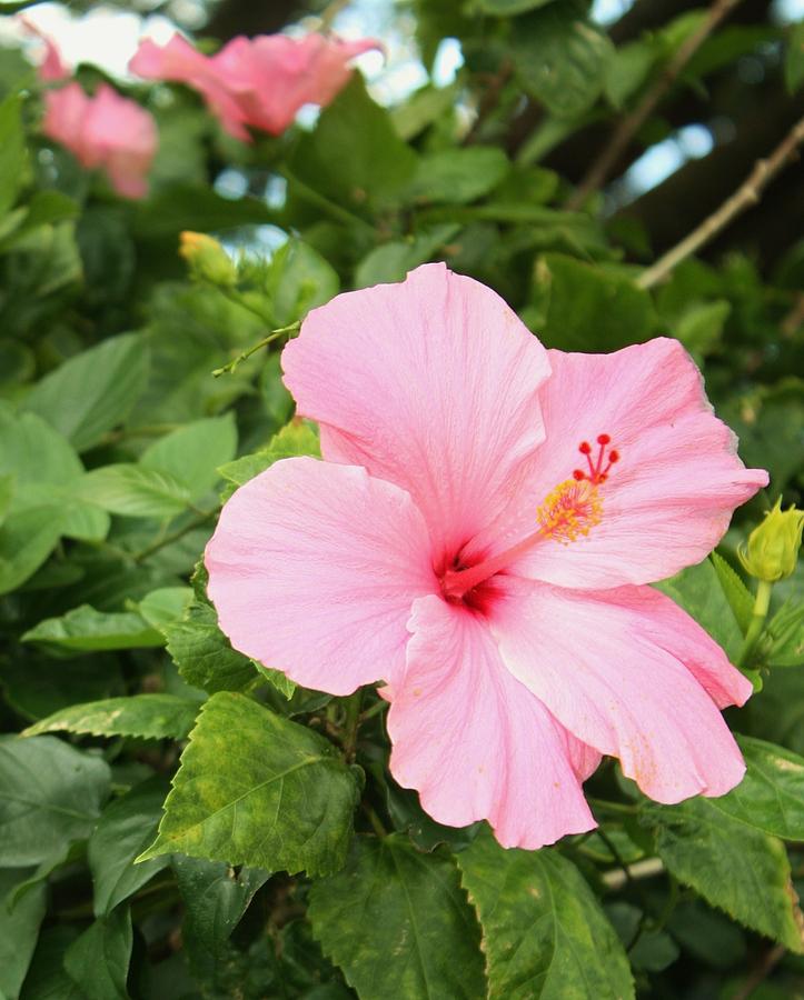 Pink Hibiscus Photograph by Craig Wood