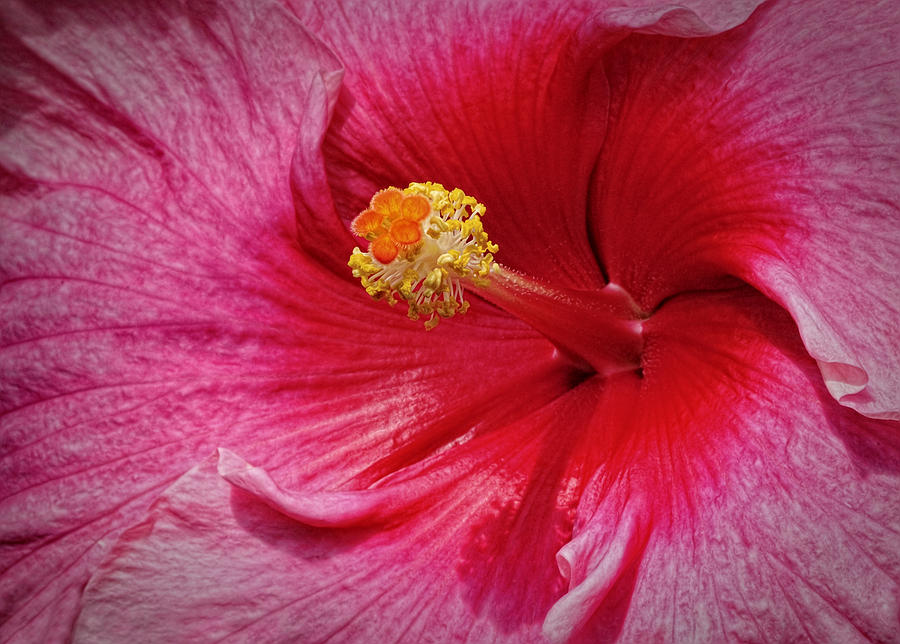 Pink Hibiscus Photograph by Dave Mills