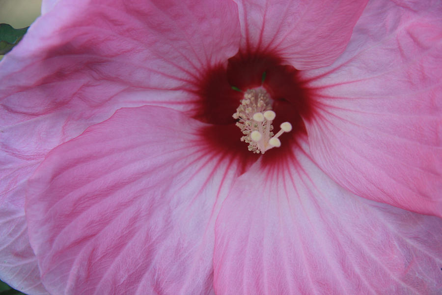 Pink Hibiscus  Photograph by Debra Martelli