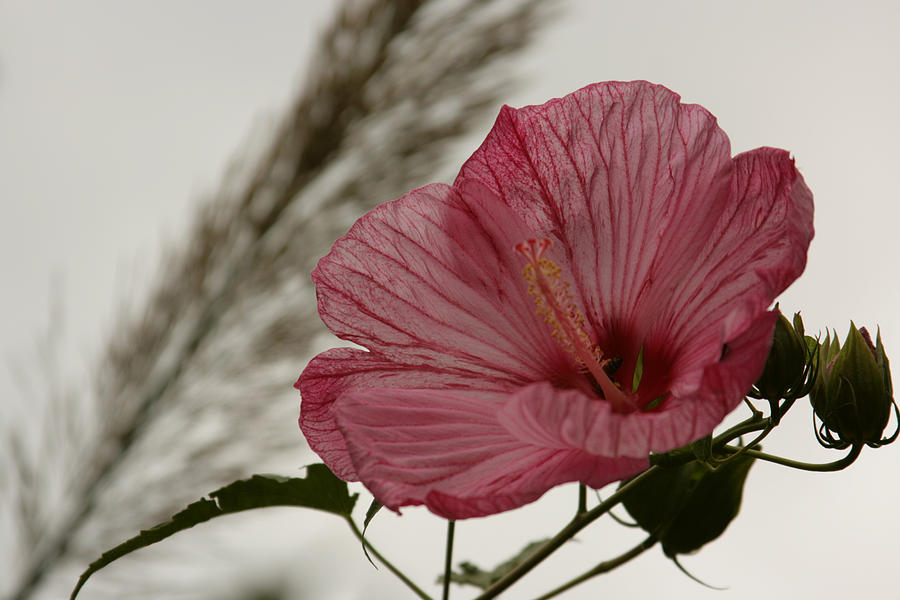 Pink Hibiscus Photograph by Douglas Barnard - Fine Art America