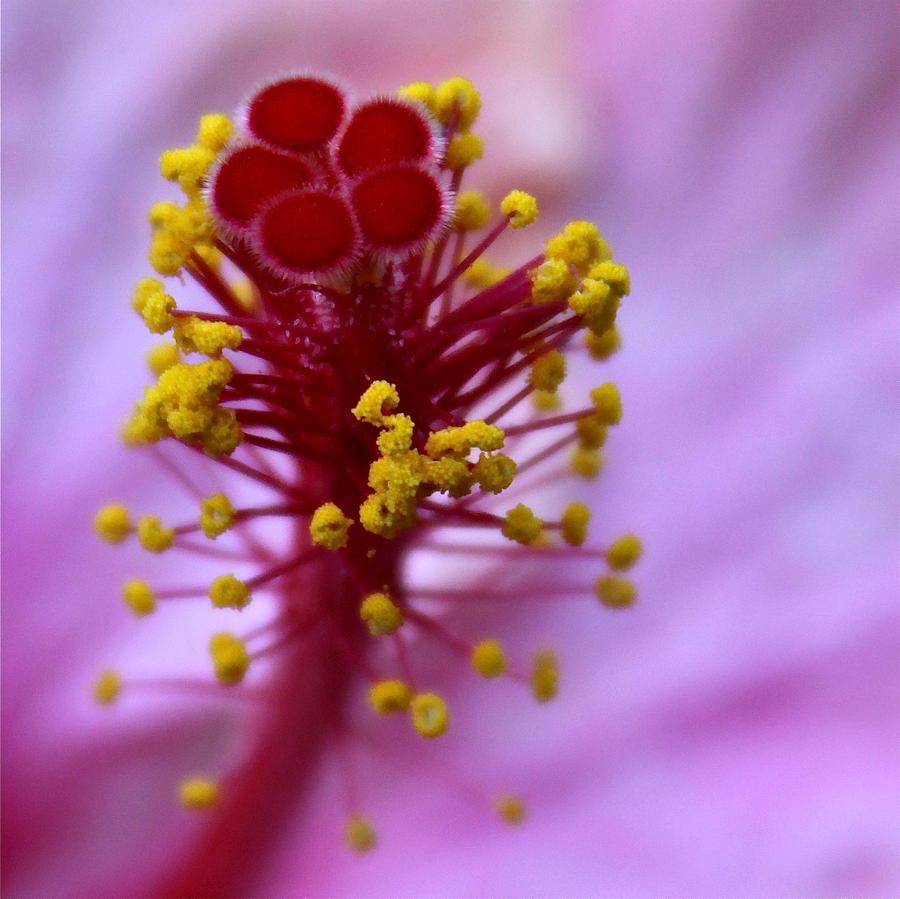 Pink Hibiscus Inflorescence Photograph by Karon Melillo DeVega