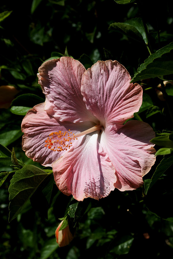 Pink Hibiscus Photograph by Karen Harrison Brown