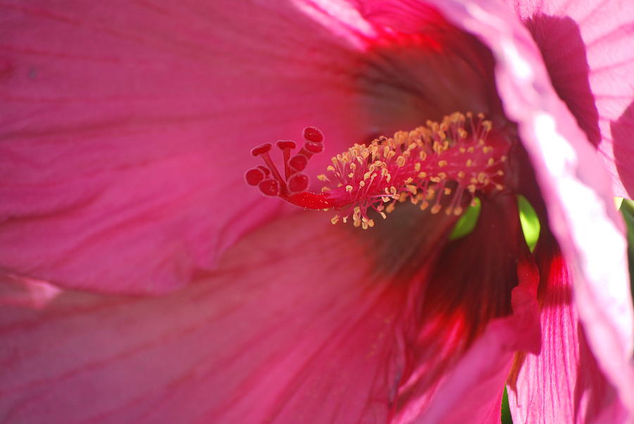 Pink Hibiscus Photograph by Michelle Cruz - Fine Art America