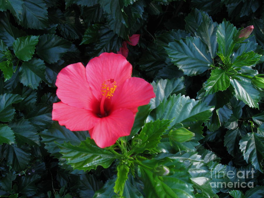Pink Hibiscus  Photograph by Nancy Patterson