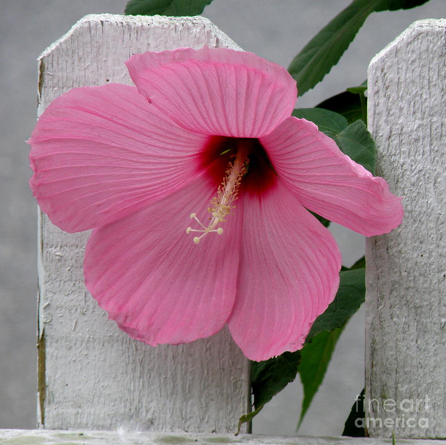 Pink Hibiscus on White Fence Photograph by Lainie Wrightson