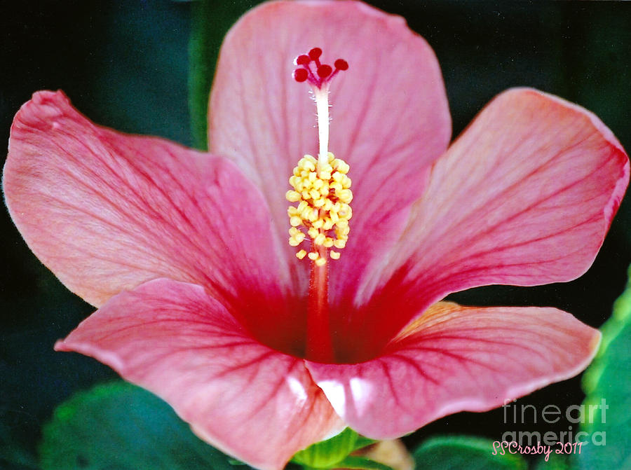 Pink Hibiscus Photograph by Susan Stevens Crosby
