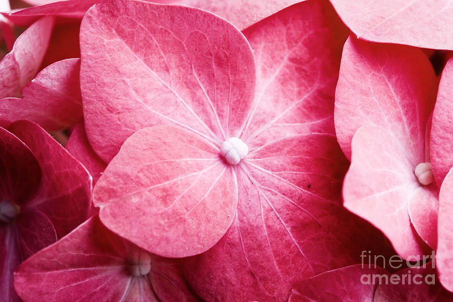 Pink hortensia Photograph by Kati Finell