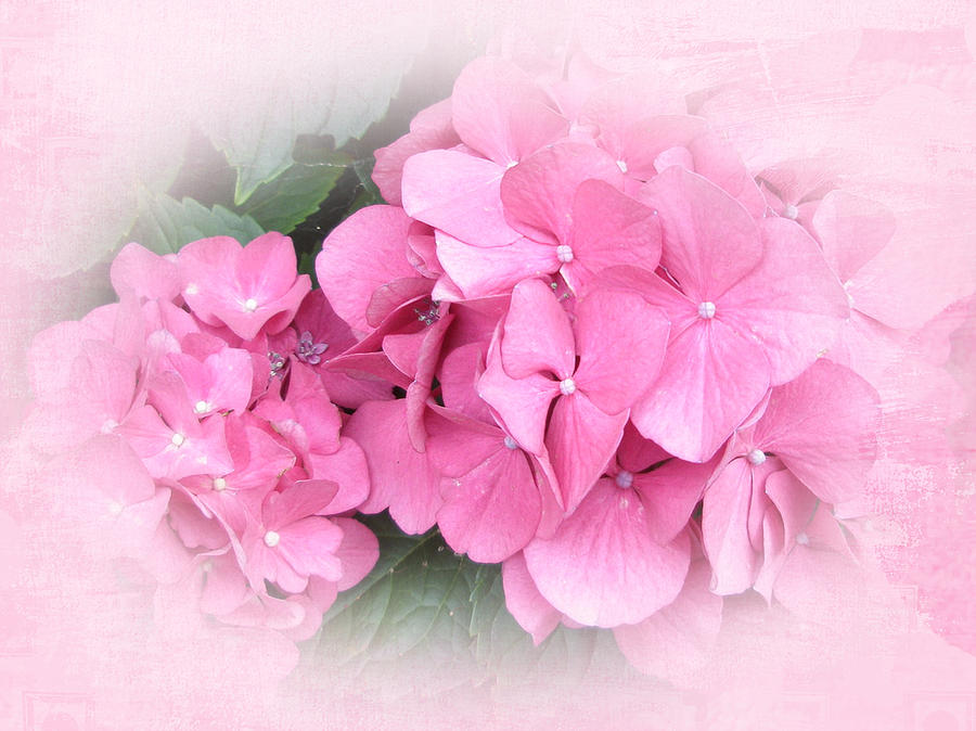Nature Photograph - Pink Hydrangea - Hydrangea macrophylla by Carol Senske