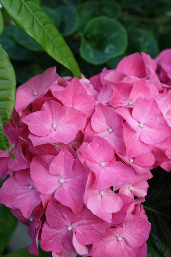 Pink Hydrangea Photograph by Bruce Bley