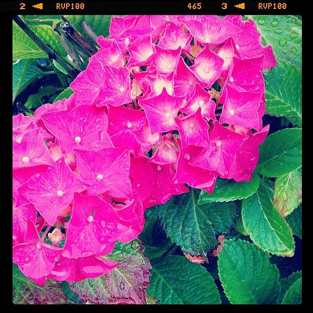 Nature Photograph - Pink Hydrangea Flowers And Green Leaves by Jyothi Joshi