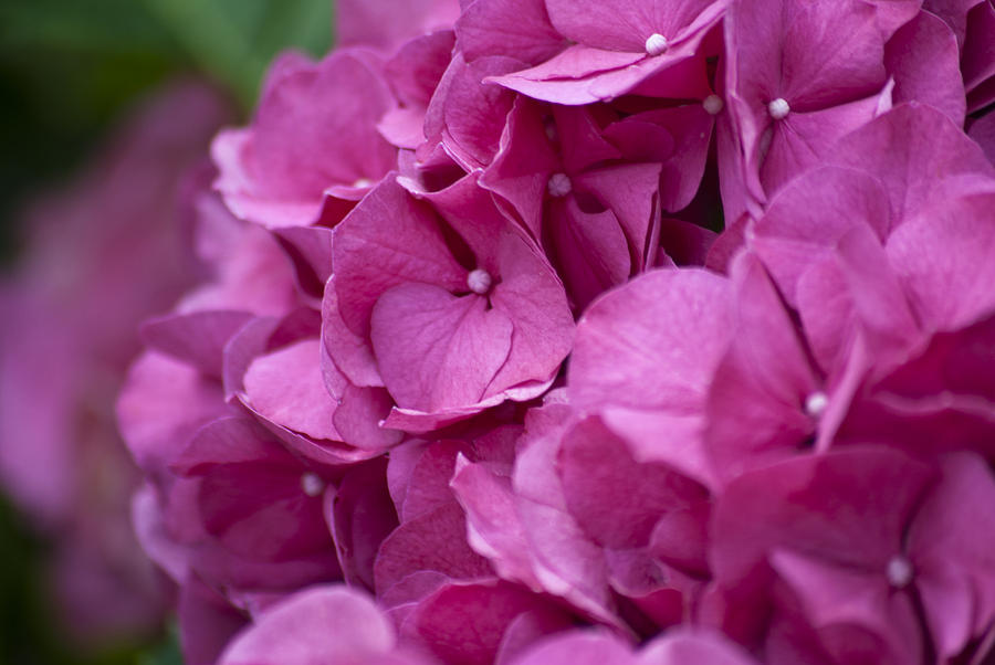 Pink Hydrangea by Jason Pryor Pink Hydrangea by Jason Pryor