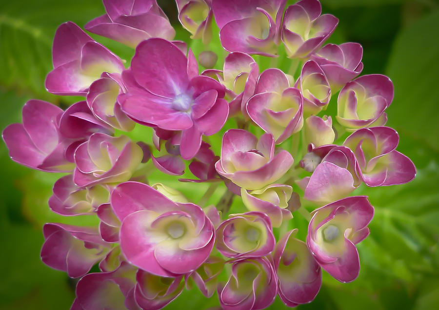 Pink Hydrangea Photograph by Ronda Broatch