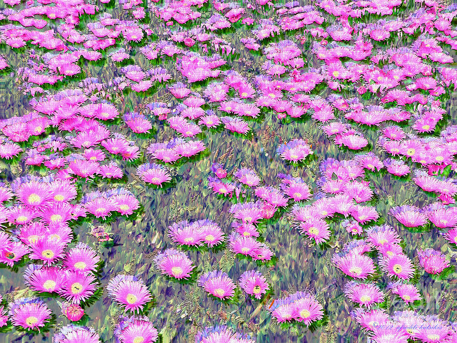 Pink Ice Plant Flowers Photograph By Afroditi Katsikis