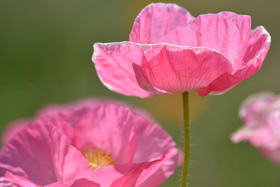 Pink Icelandic buy Poppies