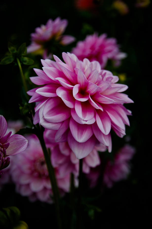 Flowers Still Life Photograph - Pink II by Athena Mckinzie