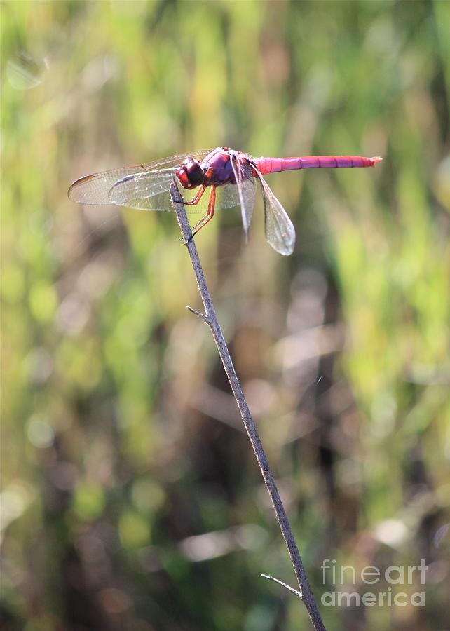Pink In The Marsh Photograph