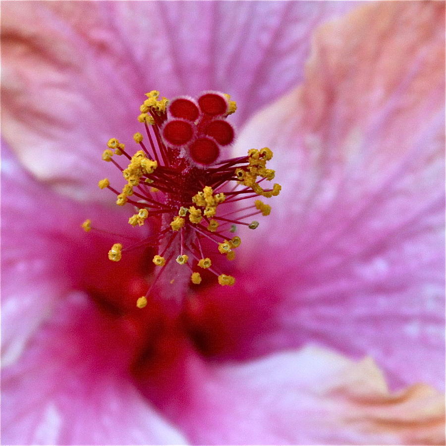Flowers Still Life Photograph - Pink Inflorescence Hibiscus Floret by Karon Melillo DeVega