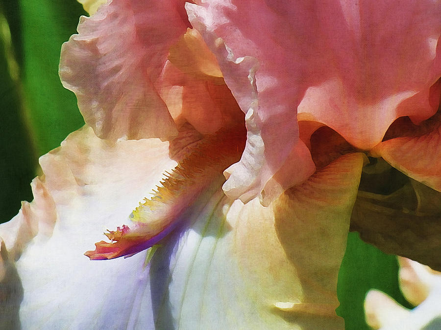 Pink Iris Photograph by Bonnie Bruno