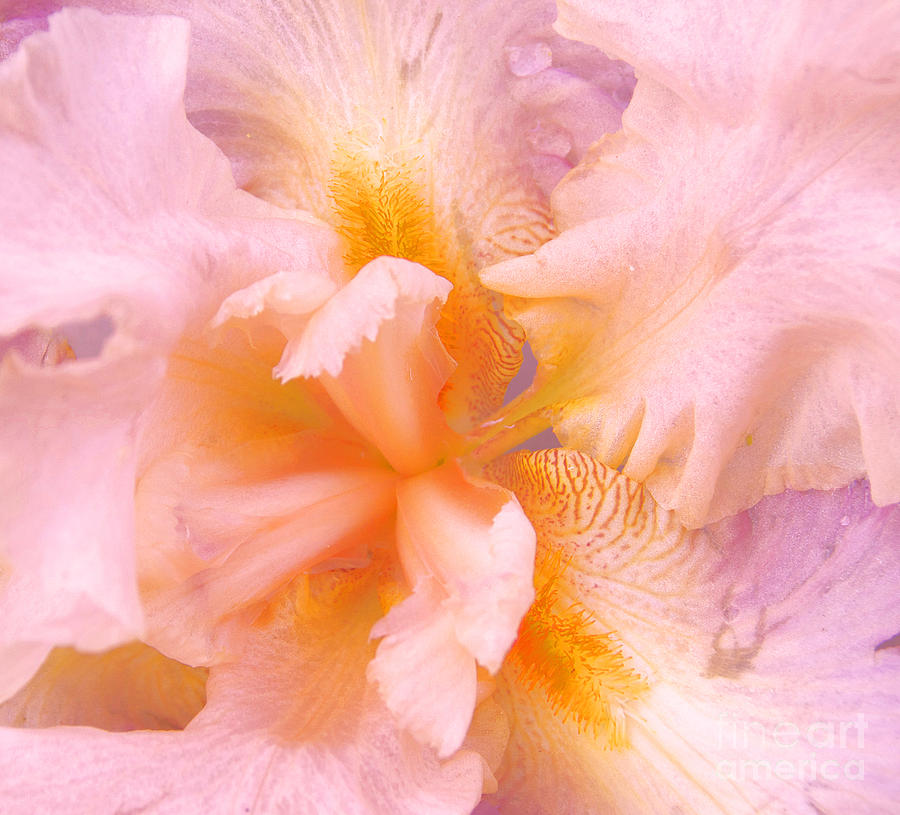 Iris Photograph - Pink Iris by Cindy Lee Longhini