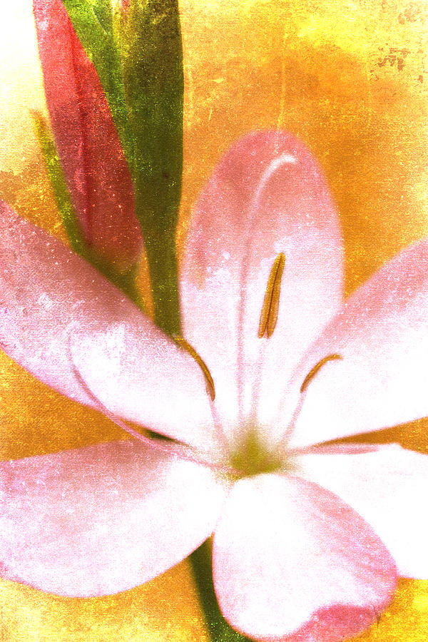 Flower Photograph - Pink Gladiolus on Orange by Carol Leigh