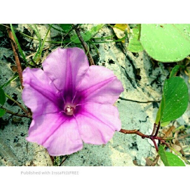 Nature Photograph - Pink Is Beautiful.  #flower #nature by Nadiyah Ishak