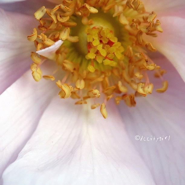 Nature Photograph - Pink Is The Love You Discover by Dccitygirl WDC