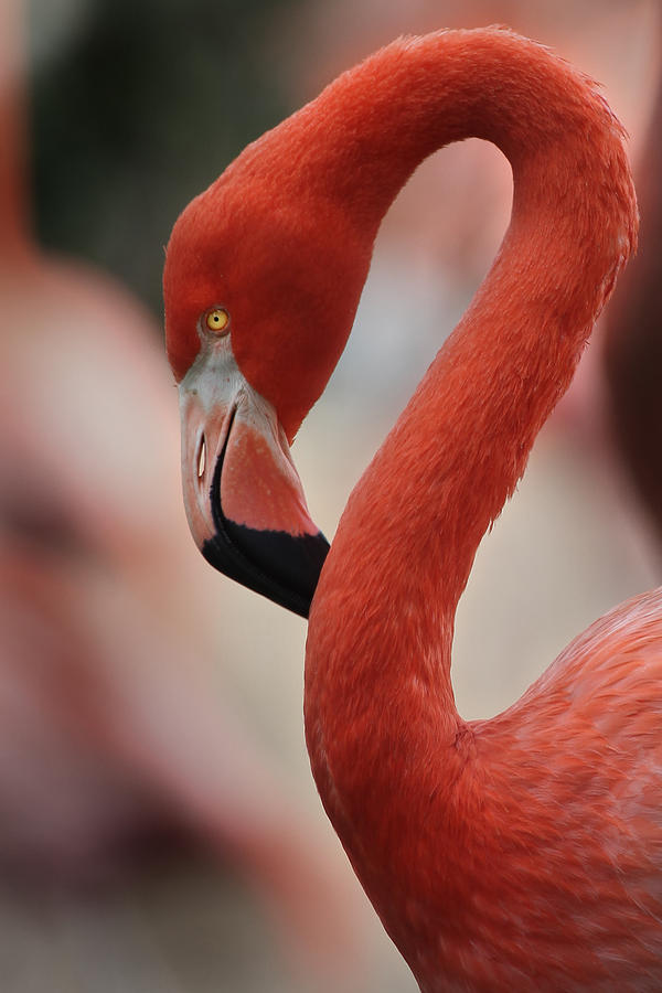 Flamingo Photograph - Pink by Joseph G Holland