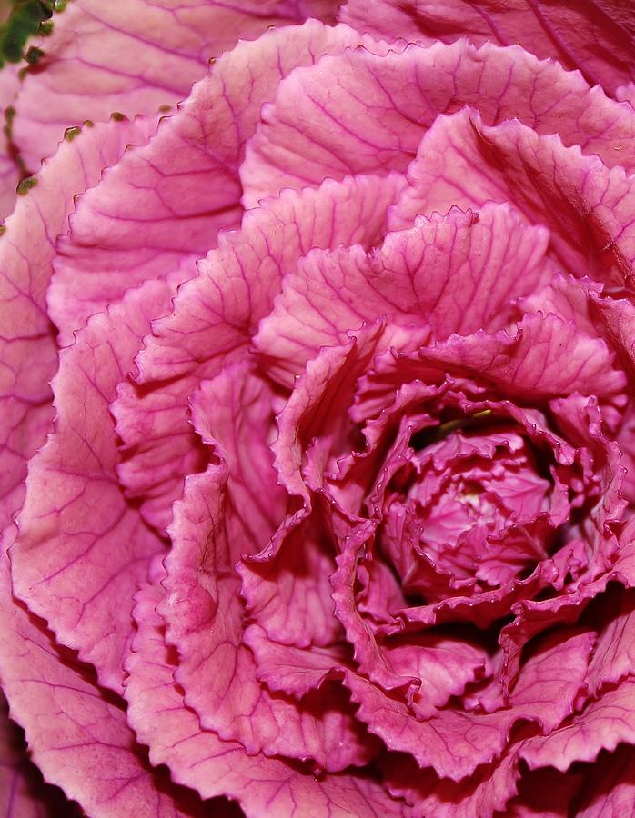Pink Kale Photograph by Bruce Bley