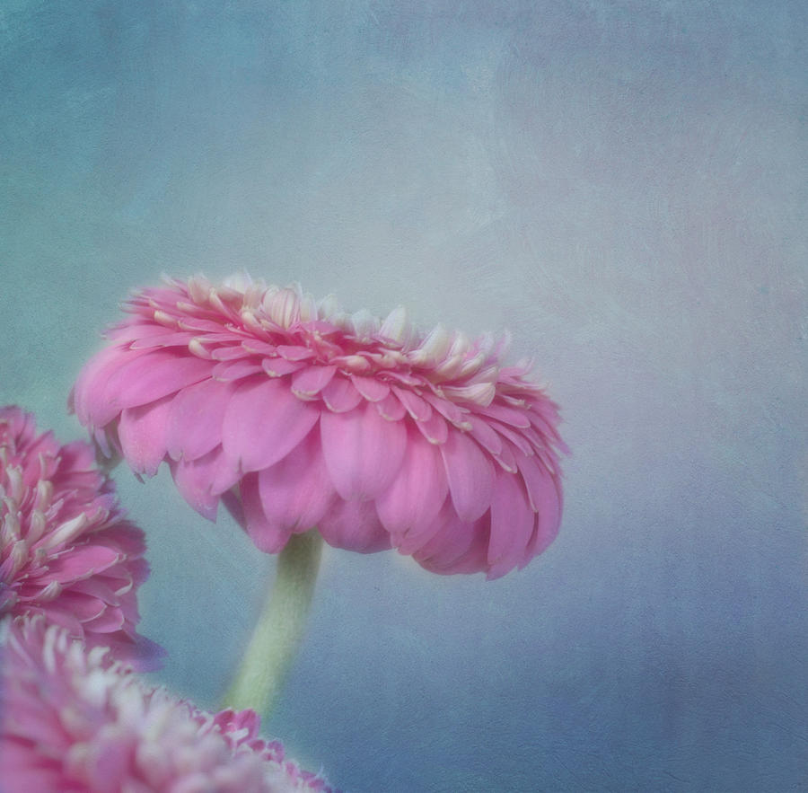 Daisy Photograph - Pink by Kim Hojnacki