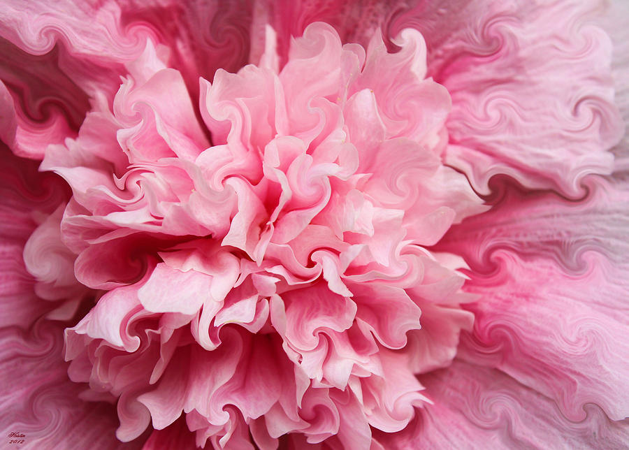 Pink Photograph by Kristin Elmquist