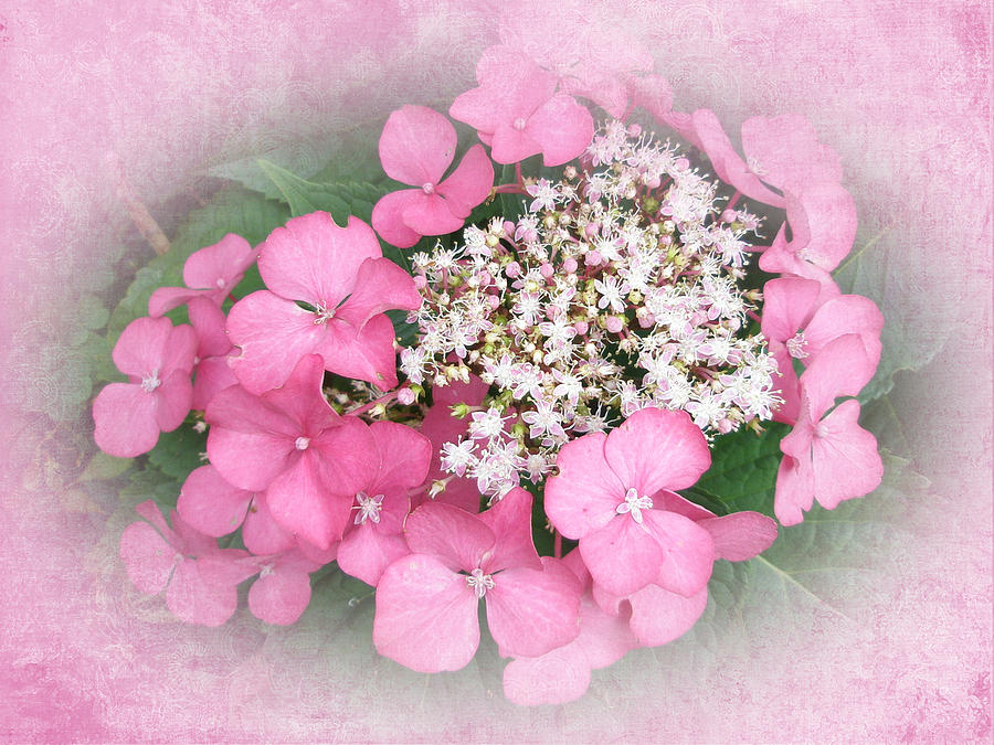 Pink Lace Cap Hydrangea Flowers Photograph by Mother Nature