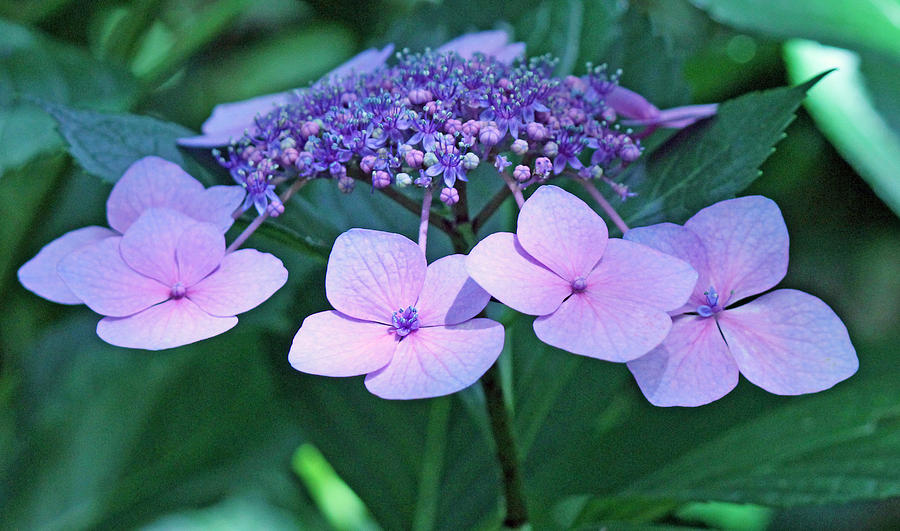 Pink lacecap hydrangea Photograph by Becky Lodes