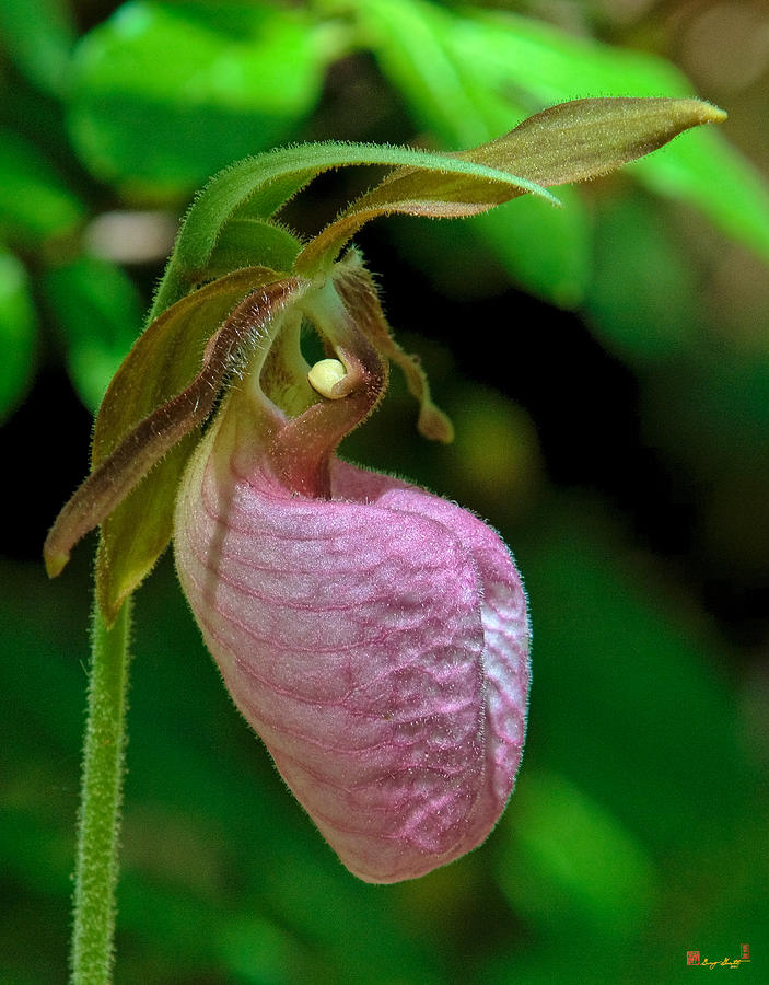 Pink Lady Slipper Orchid DSPF232 Photograph by Gerry Gantt