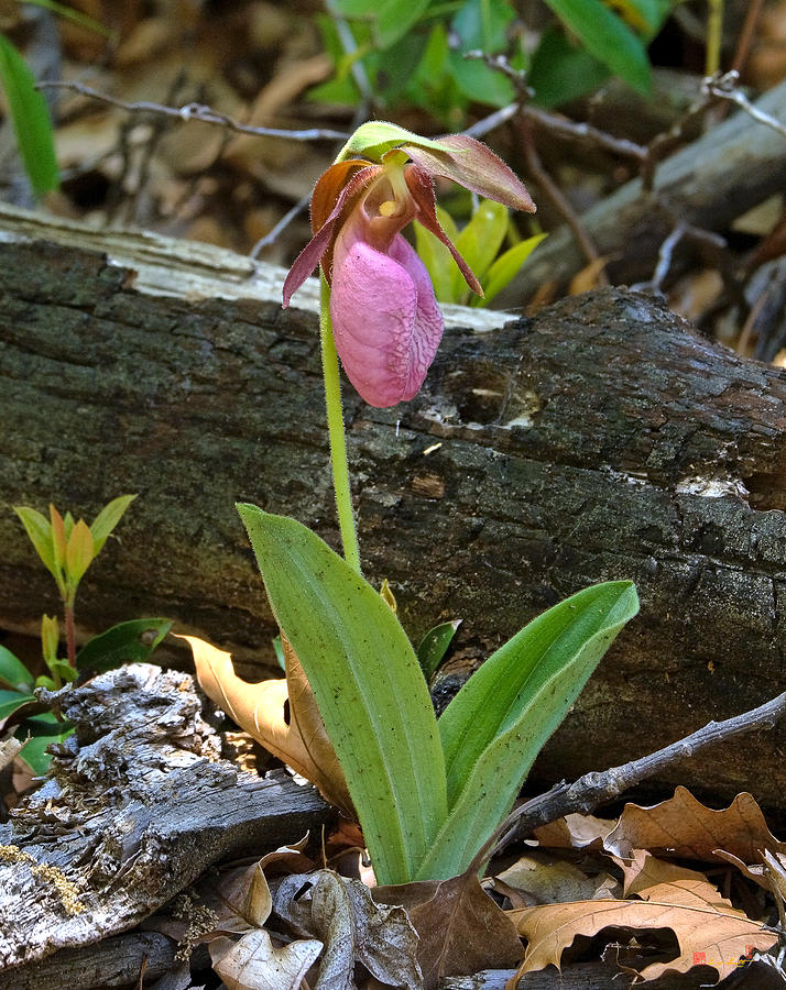 Pink Lady Slipper Orchid DSPF238 Photograph by Gerry Gantt