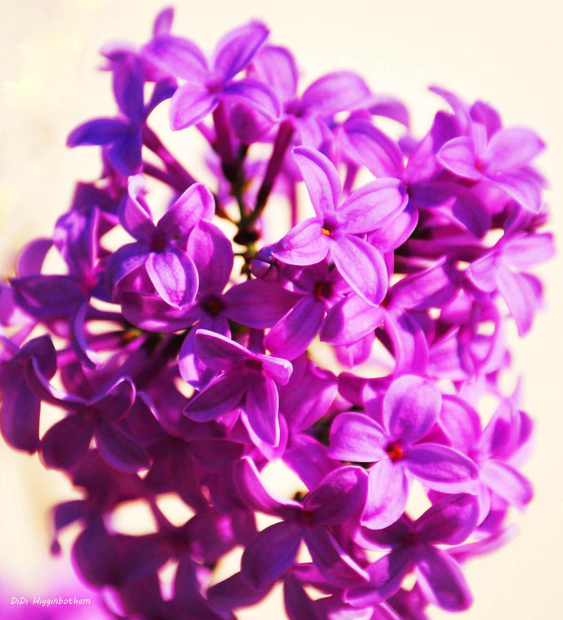 Pink Lilac Ball Photograph By Didi Higginbotham Fine Art America