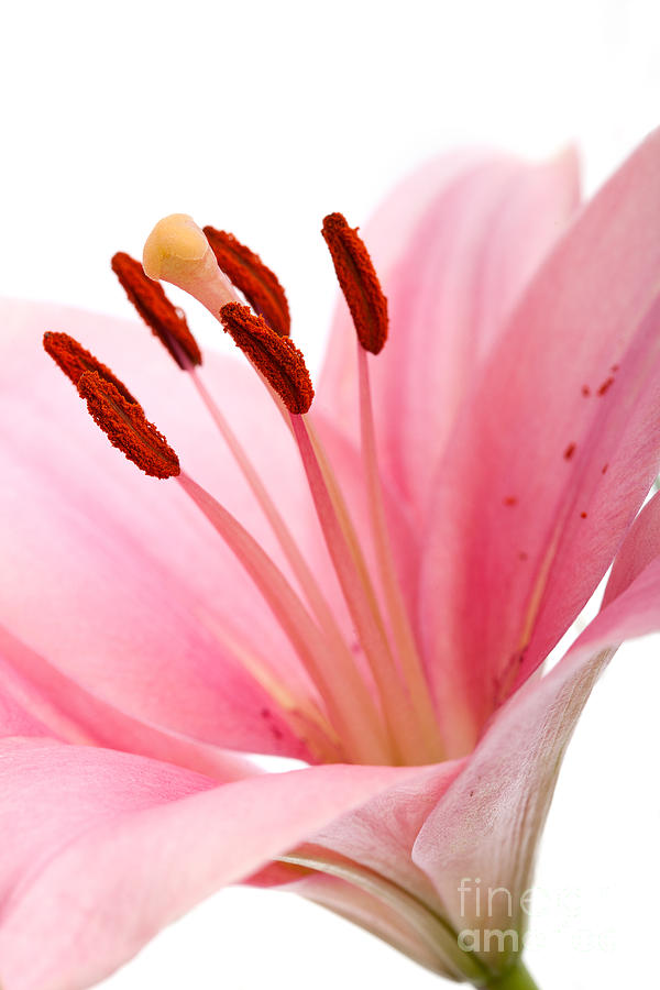 Lily Photograph - Pink Lilies 02 by Nailia Schwarz
