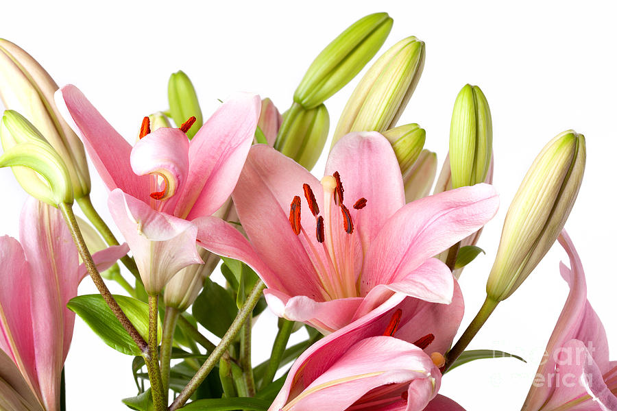 Lily Photograph - Pink Lilies 04 by Nailia Schwarz