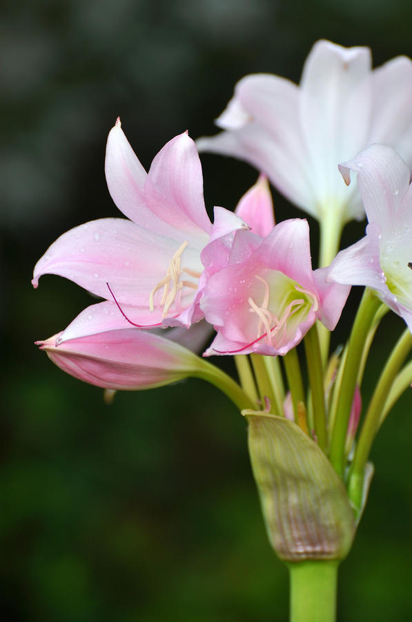 Pink Lilies Photograph by Rose  Hill